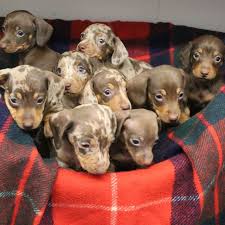 I can't believe you did that! 9 Miniature Dachshunds Looking For New Home
