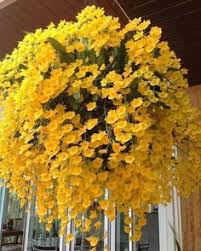 Due fiori orientali esotici del fiore fra vegetazione. 78 Idee Su Orchidee Gialle Orchidea Fiori Fiori Orchidea