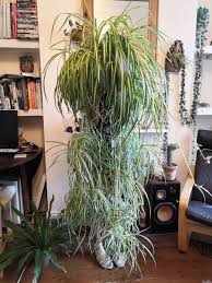 Destroying the crop plots or pilfering the fertilizer are the only guaranteed methods. Episode 101 The Spider Plant Aka Chlorophytum Comosum Jane Perrone