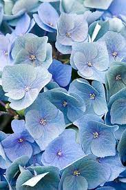 Pin On I M Blue