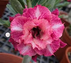 Pin On Adeniums Desert Rose
