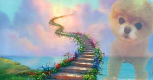 Qui sono presenti inserzioni sempre aggiornate di cuccioli cane o gatto a bologna dedicate sia chi è interessato a cuccioli in vendita, sia per chi li cerca in regalo. Boo Il Cane Piu Bello Del Mondo Si E Spento