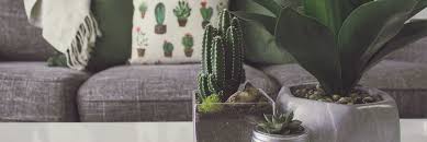 What Kinds Of Houseplants Purify The Air Indoors