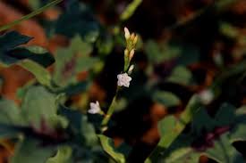 Image result for Oxygonum