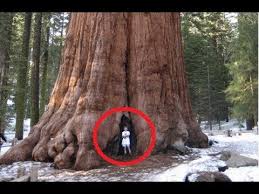 What is the oldest tree on earth? Biggest Trees In The World Youtube