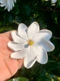 Maybe you would like to learn more about one of these? Jimmy Turner On Twitter The Tree Gardenia Gardenia Thunbergia Is Flowering Rbgsydney It Is A Must See And Smell If You Are Near Huge White Flowers And A Fragrance That You Can