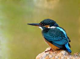 Yalicapkini Kusu In 2020 Animals Birds Bird