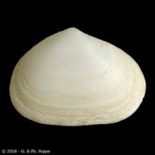 Image result for Galeomma