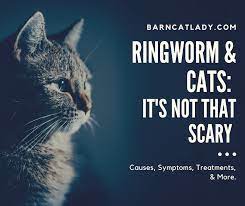 People at risk for ringworm ringworm types of diseases. Ringworm And Cats It S Not That Scary The Barn Cat Lady