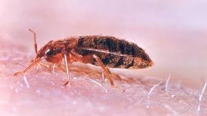 Image result for bedbug bites look like