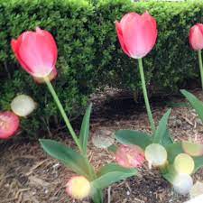 What Allergy Medicines Can I Safely Take If I Have Heart Disease Or High Blood Pressure Oklahoma Heart Institute