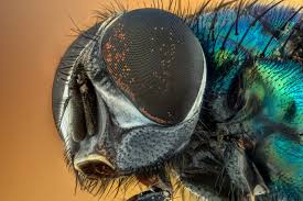 Baby flies are called larvae but they are also known as maggots. Five Reasons Flies Are Awesome Despite Being Really Annoying Csiroscope