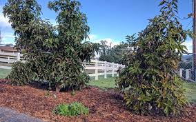 Avocados produce flower and fruit at different times depending on your variety. Do You Need Two Avocado Trees To Get Fruit Greg Alder S Yard Posts Southern California Food Gardening