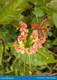 Image result for Littonia