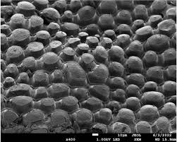 Image result for Chlorophytum gallabatense