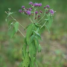 Image result for Vernonia holstii