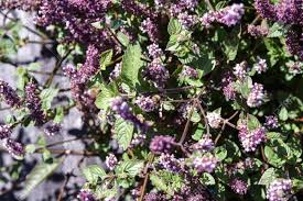 Image result for Platostoma