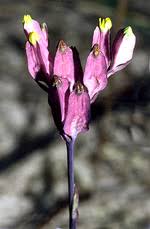 Image result for Burmannia