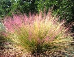 Check spelling or type a new query. 17 Best Landscaping Shrubs Of Spring Signals Az