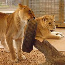 Play Time At Werribee Open Range Zoo Largest Gorilla Baby Animals Zoo