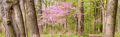 We inspire people to plant, nurture and celebrate trees. Best Small Trees For Small Spaces In Northern Virginia Green Vista Tree Care