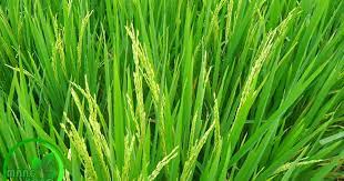 Durian di jawa dikenal sebagai duren (bahasa jawa, bahasa betawi) dan kadu (bahasa sunda). Nama Kembang Dalam Bahasa Sunda