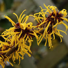 Image result for Hamamelis mollisi