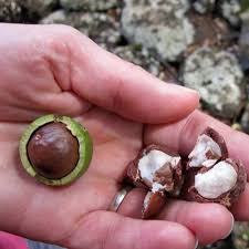 Image result for Macadamia aff. integrifolia