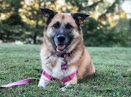 Use petfinder to find adoptable pets in your area. The Great Pyrenees German Shepherd Mix A Working Breed Built For Excellence K9 Web