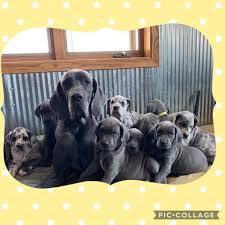 We have a black great dane named oakley who is dual registered with akc & apri registries. Northern Colorado Great Danes Nutrition Happy 1st Birthday To This Amazing Crew I M Loving All Their Birthday Celebrating Photos With Their Families Today Facebook