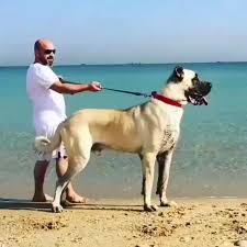 Bu Kopegin Cinsi Ne Kangal Mi Malakli Mi Boz Coban Kopegi Mi Via Bozfather Bulldog Kangal In 2020 German Dogs Cute Animals Dogs