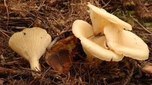 Image result for Clitocybe multiceps