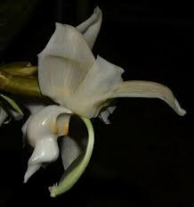 Image result for Angraecum moandense