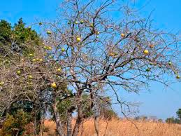 Image result for Strychnos cocculoides