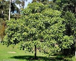 Image result for Aleurites