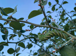 Image result for Vernonia centaureoides