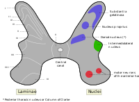 Check spelling or type a new query. Alpha Motor Neuron Wikipedia