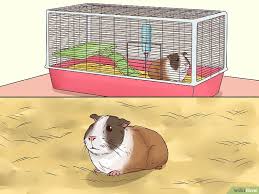 Pin On Guinea Pig