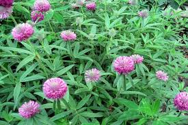 „ulcelele se deschid până când jucătorul adună trei simboluri identice și atunci acesta câștigă suma sau bunul jocul continuă până când sloturile unui simbol sunt completate și participantul obține câștigul. Trifoi Plantare È™i Ingrijire O Descriere A Celor Mai Bune 25 De Soiuri È™i Specii Cand SÄƒ Semeni Cu O Fotografie