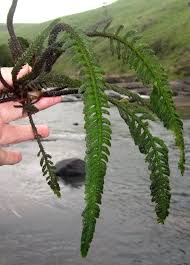 Image result for Hydrostachys polymorpha
