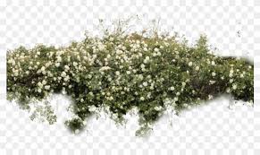 White rose bush bush | white roses, rose bush, flower field. Free Png Download Bushes Free Png Images Background White Rose Bush Png Clipart 2268071 Pikpng