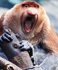Pin On Pets Protection Animals Associations