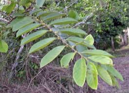 Image result for Bridelia