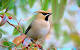 Full Screen Full Hd Nature Wallpaper