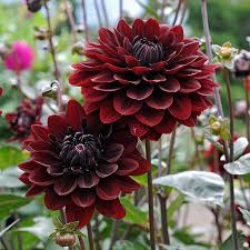 Pin On Cut Flower Beds