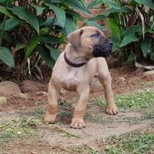 The cheapest offer starts at r 300. Pedigree Boerboel Pups Durban Free Classifieds In South Africa