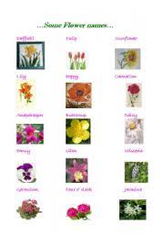 With our guide to the language of flowers you can add extra meaning to the next bouquet you send or the flowers you choose for your next special occasion. All Types Of Flowers Names And Pictures Printables Flowers List