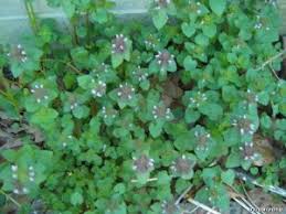 We did not find results for: What Is This Early Spring Weed With Purple Flower