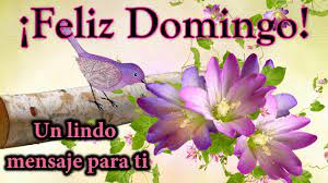 Buenos días Feliz Domingo☘para ti este lindo video con imagenes bonitas de  buenos días - YouTube