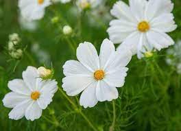 10 Sun Loving Plants That Thrive In Summer In 2020 Sun Loving Plants Cosmos Plant Plants